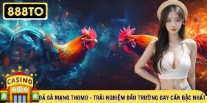 Đá Gà Mạng Thomo – Trải Nghiệm Đấu Trường Gay Cấn Bậc Nhất